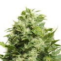Cheese (Sensation Seeds) Feminisoidut
