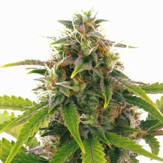 Sensation Haze Auto (Sensation Seeds) feminisoidut