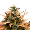 Medijuana CBD (Sensation Seeds) Feminisoidut