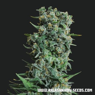 Kalashnikov Original (Kalashnikov Seeds) Feminisoidut