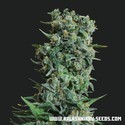 Kalashnikov Original (Kalashnikov Seeds) Feminisoidut