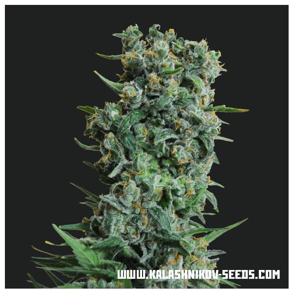 Kalashnikov Original (Kalashnikov Seeds) Feminisoidut