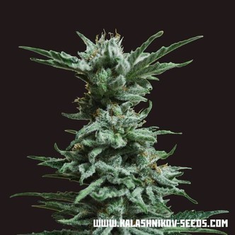 AK Skunk (Kalashnikov Seeds) feminisoidut