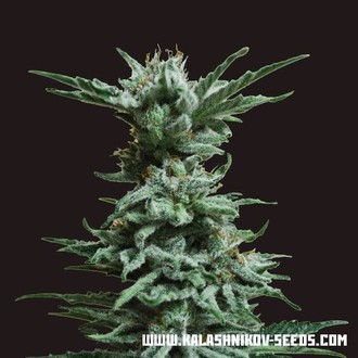 AK Skunk (Kalashnikov Seeds) Feminisoidut