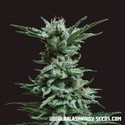 AK Skunk (Kalashnikov Seeds) Feminisoidut