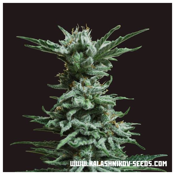 AK Skunk (Kalashnikov Seeds) Feminisoidut