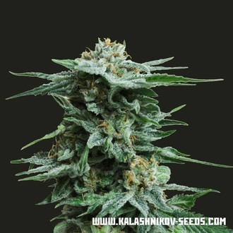 AK Kush (Kalashnikov Seeds) Feminisoidut