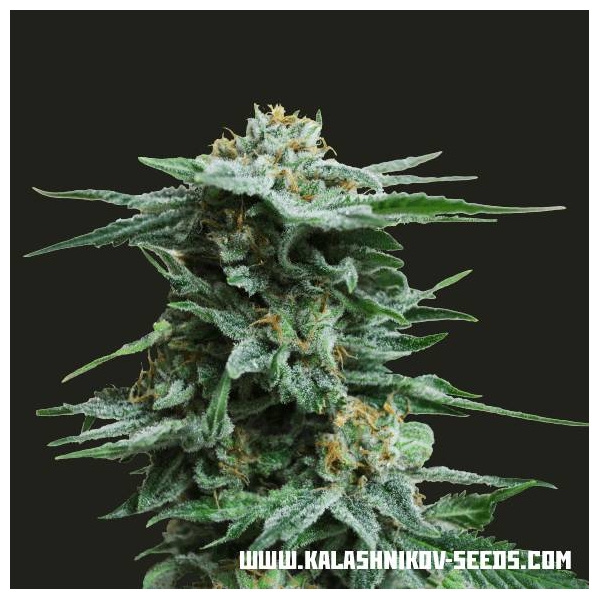 AK Kush (Kalashnikov Seeds) Feminisoidut