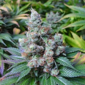 SomaRi (Soma Seeds) feminisoidut