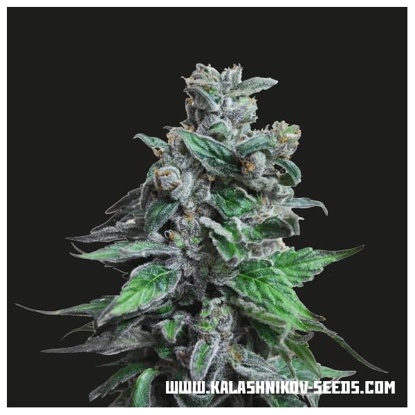 Moscow Blueberry (Kalashnikov Seeds) Feminisoidut