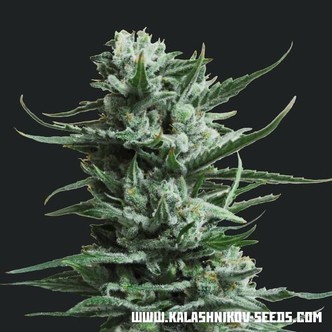 Siberian Haze (Kalashnikov Seeds) feminisoidut