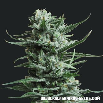 Siberian Haze (Kalashnikov Seeds) Feminisoidut