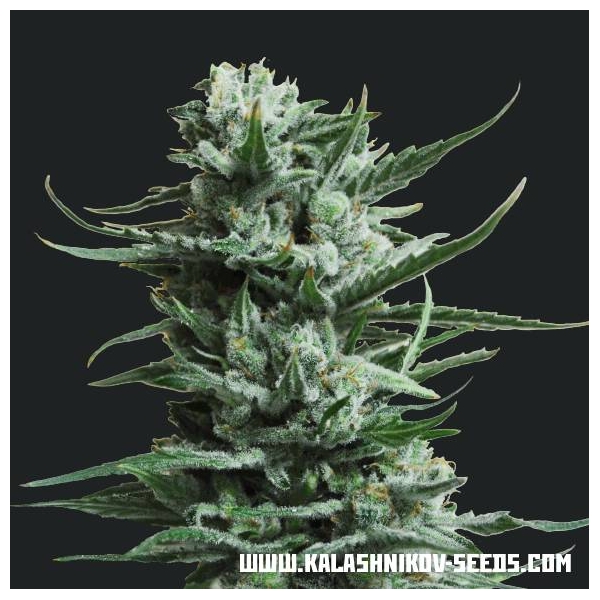 Siberian Haze (Kalashnikov Seeds) Feminisoidut