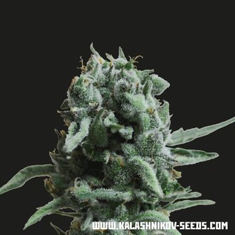 White Widow 47 (Kalashnikov Seeds) feminisoidut kannabiksen siemenet
