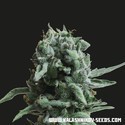 White Widow 47 (Kalashnikov Seeds) Feminisoidut