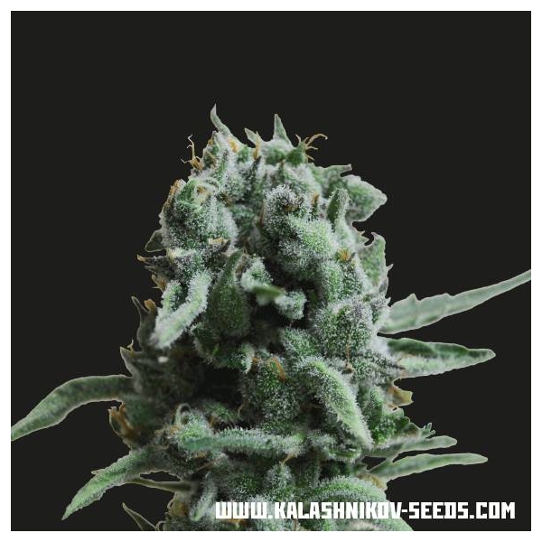 White Widow 47 (Kalashnikov Seeds) Feminisoidut