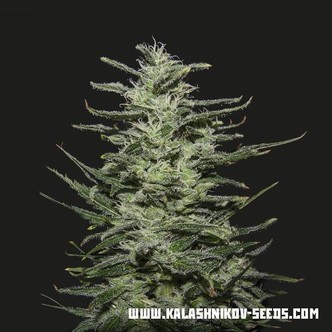 Amnesia Molotov (Kalashnikov Seeds) feminisoidut kannabiksen siemenet