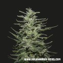 Amnesia Molotov (Kalashnikov Seeds) Feminisoidut