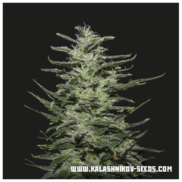 Amnesia Molotov (Kalashnikov Seeds) Feminisoidut
