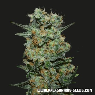 Baikal Express (Kalashnikov Seeds) feminisoidut kannabiksen siemenet