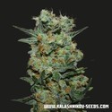 Baikal Express (Kalashnikov Seeds) Feminisoidut