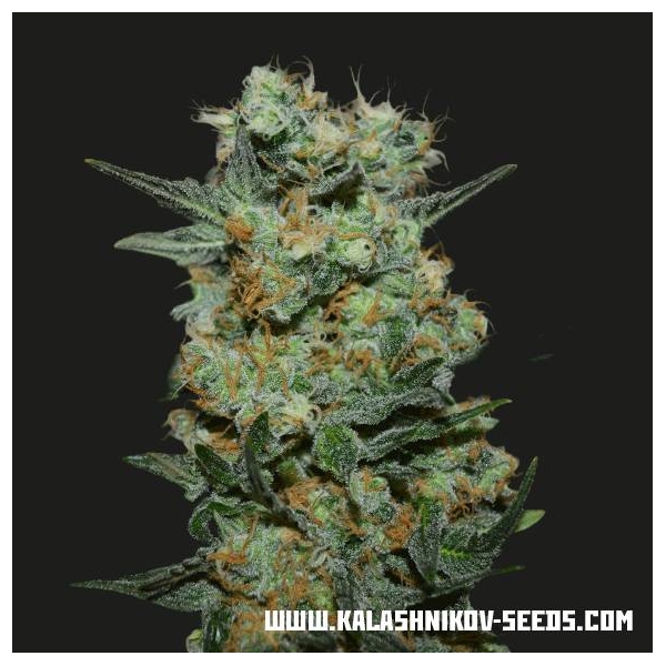 Baikal Express (Kalashnikov Seeds) Feminisoidut