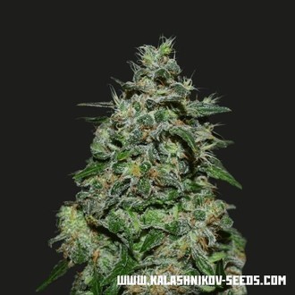 AK Kush Express (Kalashnikov Seeds) Feminisoidut