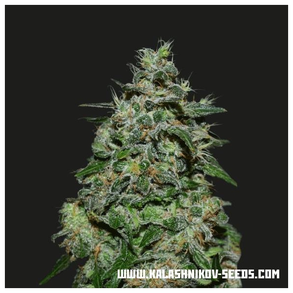AK Kush Express (Kalashnikov Seeds) Feminisoidut