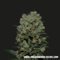 Kalashnikov Express (Kalashnikov Seeds) Feminisoidut