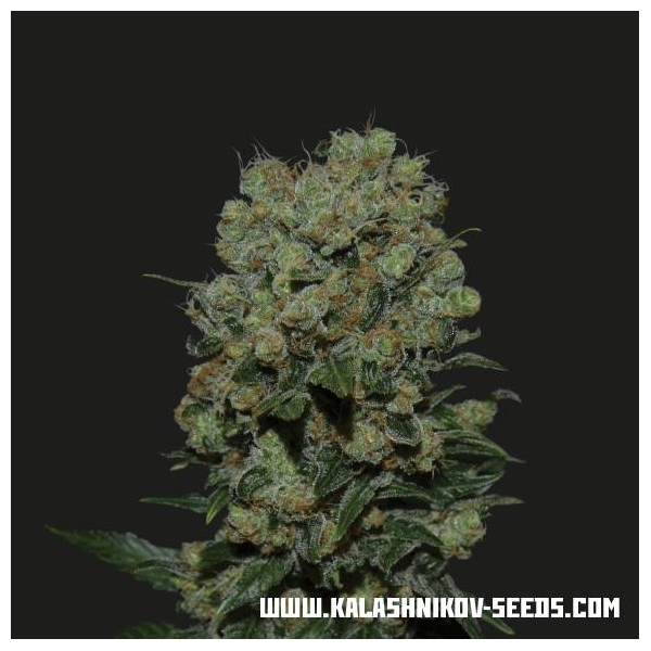 Kalashnikov Express (Kalashnikov Seeds) Feminisoidut