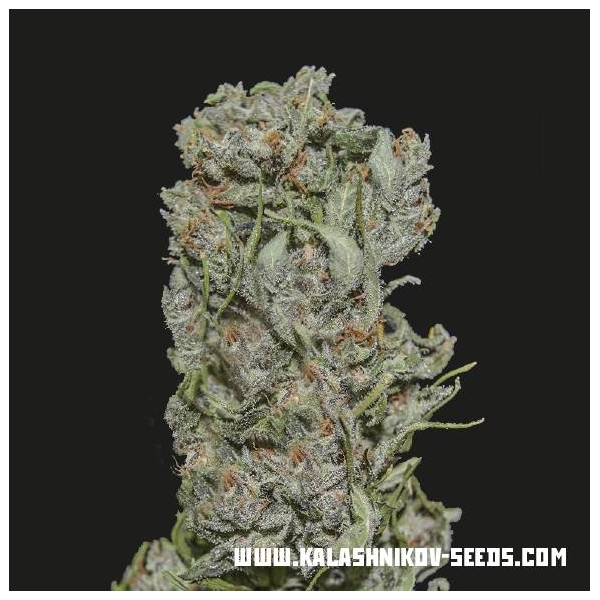 White Critical Express (Kalashnikov Seeds) Feminisoidut