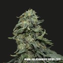 Kabul Express (Kalashnikov Seeds) Feminisoidut