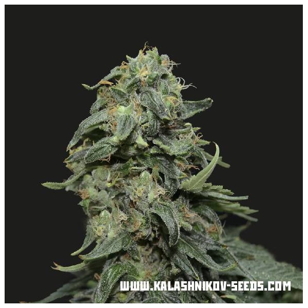 Kabul Express (Kalashnikov Seeds) Feminisoidut