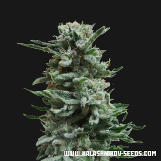 AK Skunk Auto (Kalashnikov Seeds) Feminisoidut