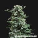AK Skunk Auto (Kalashnikov Seeds) Feminisoidut