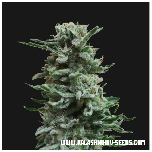 AK Skunk Auto (Kalashnikov Seeds) Feminisoidut