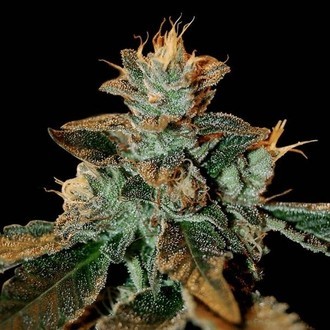 Cataract Kush (DNA Genetics) Feminisoidut