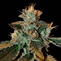Cataract Kush (DNA Genetics) Feminisoidut