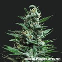 Moscow Blueberry Auto (Kalashnikov Seeds) Feminisoidut