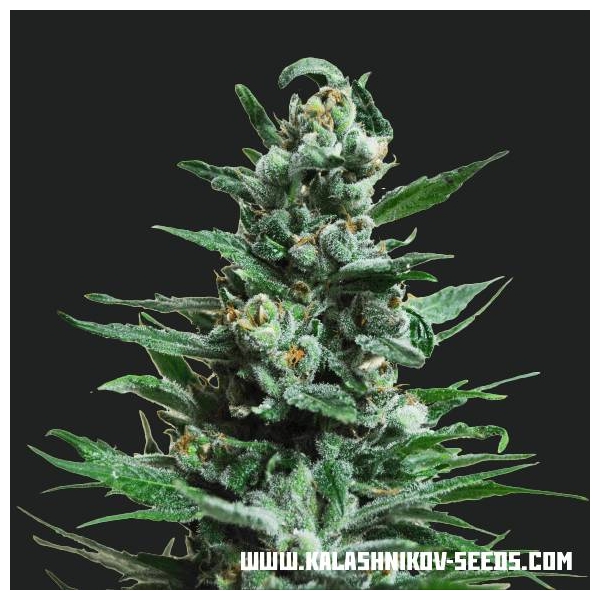 Moscow Blueberry Auto (Kalashnikov Seeds) Feminisoidut