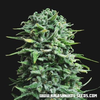 Siberian Haze Auto (Kalashnikov Seeds) -feminisoidut