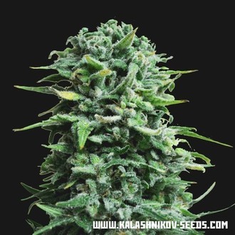 Siberian Haze Auto (Kalashnikov Seeds) Feminisoidut