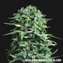 Siberian Haze Auto (Kalashnikov Seeds) Feminisoidut