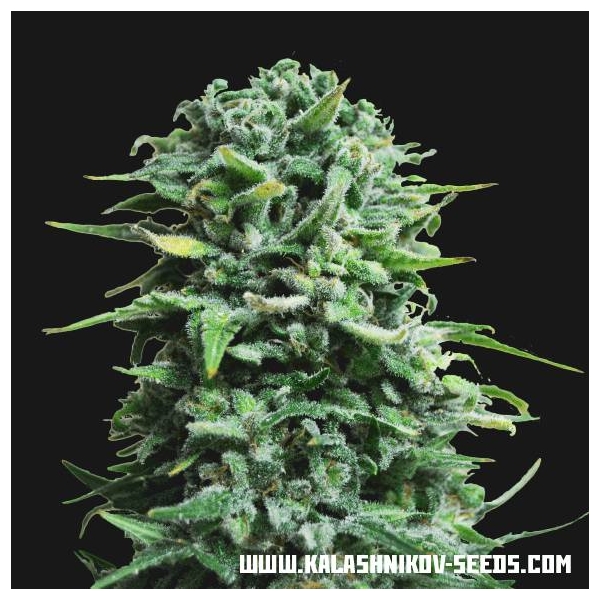 Siberian Haze Auto (Kalashnikov Seeds) Feminisoidut