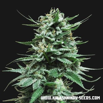 Northern Russian Auto (Kalashnikov Seeds) feminisoidut