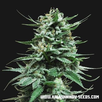 Northern Russian Auto (Kalashnikov Seeds) Feminisoidut