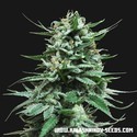 Northern Russian Auto (Kalashnikov Seeds) Feminisoidut