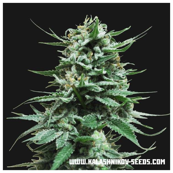 Northern Russian Auto (Kalashnikov Seeds) Feminisoidut