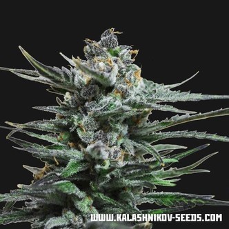 Blue Acid Auto (Kalashnikov Seeds) feminisoitu