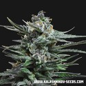 Acid Blue Auto (Kalashnikov Seeds) Feminisoidut